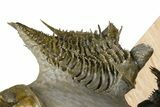Triple Erbenochile Trilobite Association - Foum Zguid, Morocco #381177-12